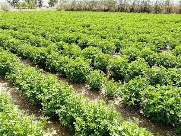 威远养鸡牧草种子鹅喜欢吃什么牧草田园牧草种子